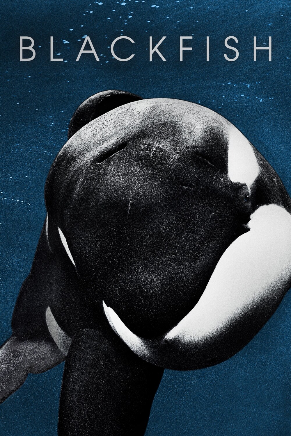 Blackfish afişi